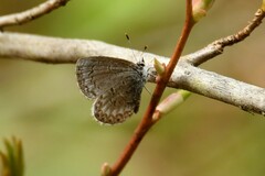 Celastrina lucia