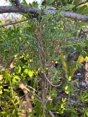 Euphorbia mesembryanthemifolia