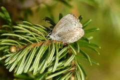 Celastrina lucia
