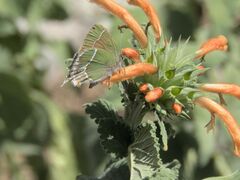 Callophrys xami xami