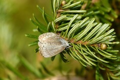 Celastrina lucia