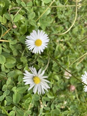 Bellis perennis