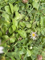 Bellis perennis