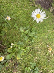 Bellis perennis