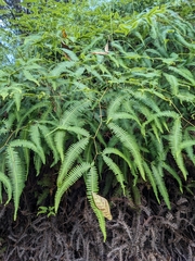 Gleichenella pectinata