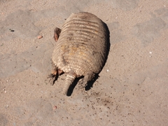 Chaetophractus villosus