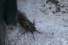 Amphipsalta zelandica