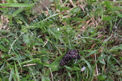 Proteuxoa sanguinipuncta