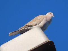 Streptopelia roseogrisea