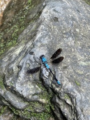 Diphlebia euphoeoides