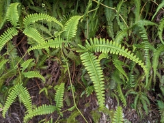 Gleichenella pectinata