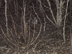 Lagomorpha