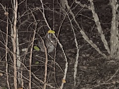 Lagomorpha
