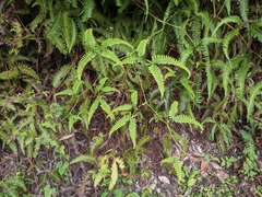 Gleichenella pectinata