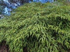 Gleichenella pectinata