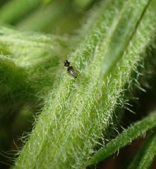 Sericothrips staphylinus