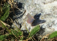 Zizina oxleyi