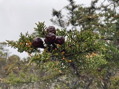 Cupressus pygmaea