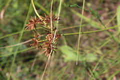 Cyperus tenax