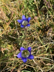 Gentiana parryi