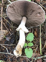 Agaricus smithianus