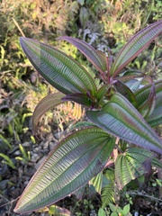 Melastoma malabathricum