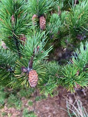 Pinus contorta bolanderi