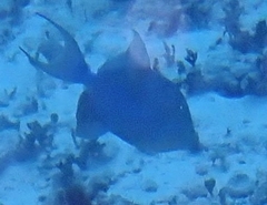 Balistes vetula