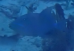 Balistes vetula