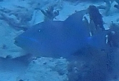 Balistes vetula