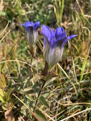 Gentiana parryi