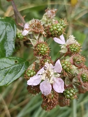 Rubus fruticosus