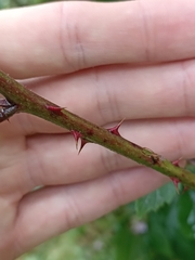 Rubus fruticosus