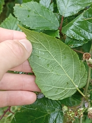 Rubus fruticosus