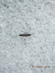 Allocapnia vivipara