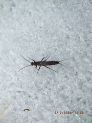 Allocapnia vivipara