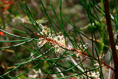 Hakea actites