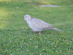 Streptopelia roseogrisea