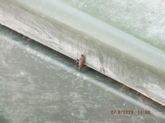 Allocapnia vivipara