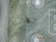 Allocapnia vivipara