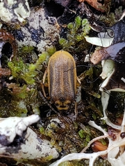 Galerucella nymphaeae