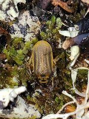 Galerucella nymphaeae