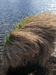 Carex nudata