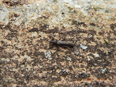 Allocapnia vivipara
