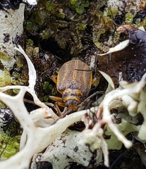 Galerucella nymphaeae