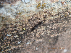 Allocapnia vivipara