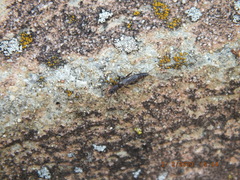 Allocapnia vivipara