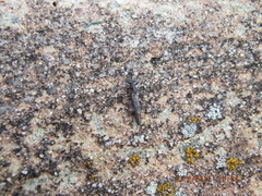 Allocapnia vivipara
