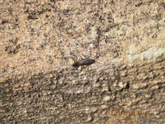 Allocapnia vivipara
