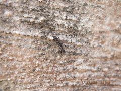 Allocapnia vivipara